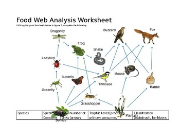 Food Web and Energy Analysis Worksheet by Science Is A Click Away
