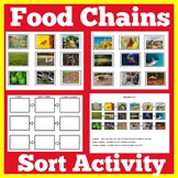 Food Chain Webs Worksheet Activity Kindergarten 1st 2nd 3r