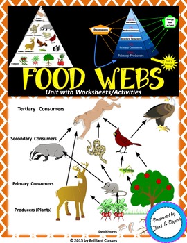 Food Web:Basics,Types,Applications,Energy Pyramid,Trophic levels ...