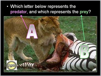 Food Web Lesson, Predator and Prey Cycles by Science from Murf LLC