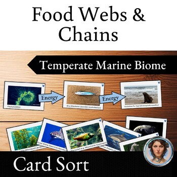Preview of Marine Food Webs and Food Chains Card Sort Activity - Temperate Ocean Ecosystem