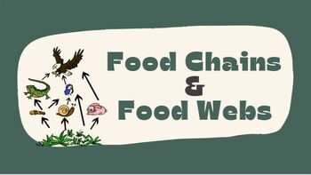 Preview of Food Webs and Food Chains - Presentation Slides