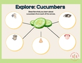 Food and Senses Exploration: Cucumbers