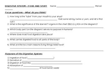 Preview of Food and Stuff -- The Digestive System worksheets