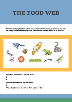 Food chain and ecological pyramid worksheet by Aqsa Kahloan | TPT