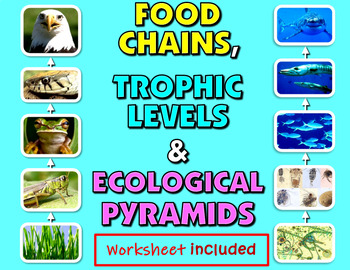 Preview of Food chain and food web-trophic levels-ecological pyramids -worksheet