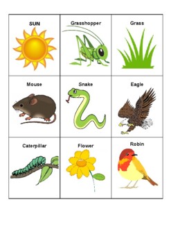 Preview of Food chains and food webs activity cards