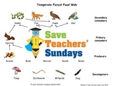Food Web Lesson Plan and Worksheets