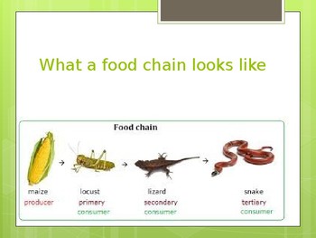 Food webs and Chains by josh Liddle | TPT