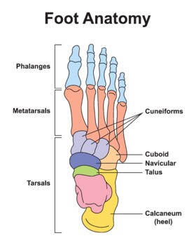 Preview of Foot Bones Anatomy. Human Foot Structure.