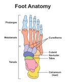 Foot Bones Anatomy. Human Foot Structure.
