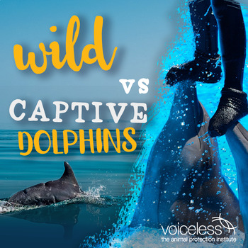 Preview of For Students | Captive vs Wild - 10 Things You Didn't Know About Dolphins!