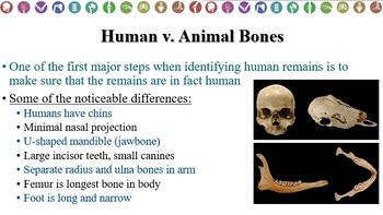 Preview of Forensic Anthropolgy PPT+notes for Forensics