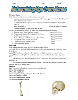 Preview of Forensic Anthropology Worksheets (3 in 1 Forensics Bundle)