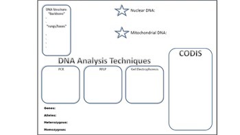 Preview of Forensic DNA Analyis Notes / Graphic Organizer