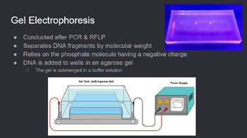 Preview of Forensic DNA Analysis