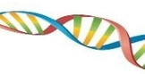 Forensic DNA Evidence WebQuest