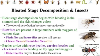 Preview of Forensic Entomology PPT+notes for Forensics/Crim Investigations