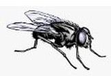 Forensic Entomology WebQuest