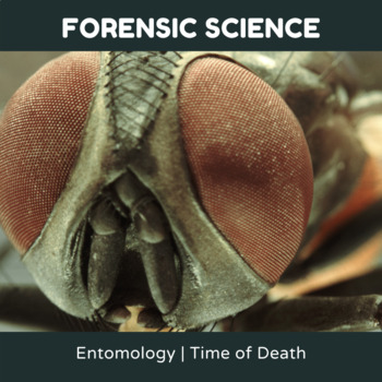 Preview of Forensic Entomology Worksheet | Calculating Time of Death With Insects