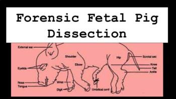Preview of Forensic Fetal Pig Dissection Lab