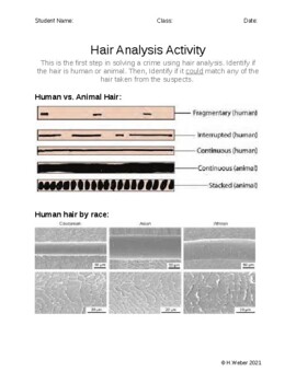 Preview of Forensic Hair Analysis Activity Sheet/Lab