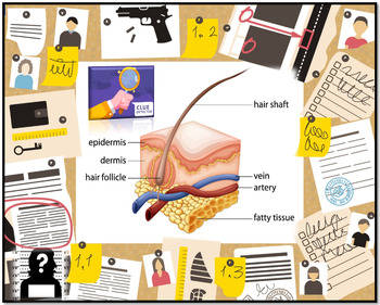 Preview of Forensic Science Hair as Evidence Activity Bundle