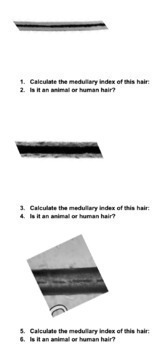 Forensics Animal Hair Identification Practice Activity (no supplies needed)
