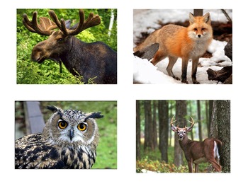 Preview of Forest Animals