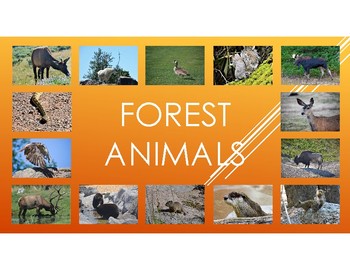 Preview of Forest Animals: Includes Pictures, diet, habitat, attributes, and babies.