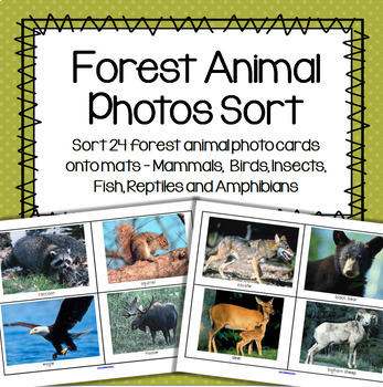 Preview of Forest Animals Photos Sort