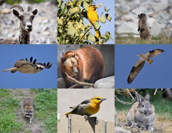 Preview of Forest Animals, Plants, and Land Formations: Pictures for Commercial Use.