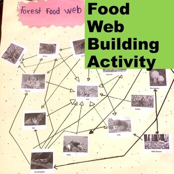 food web activity elementary