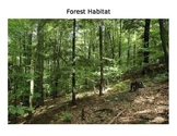 Forest Habitat
