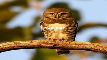 Preview of Forest Owlet