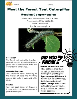 Preview of Forest Tent Caterpillar - Reading Comprehension