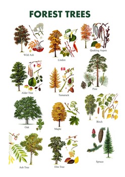 Preview of Forest Trees Poster