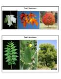 Forestry- Dichotomous Key Practice (Leaf ID and Vocabulary