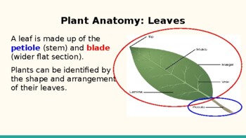 Preview of Forestry Tree Identification- Leaves and Dichotomous Keys