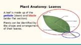 Forestry Tree Identification- Leaves and Dichotomous Keys