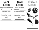 Fossil Brochure Assessment
