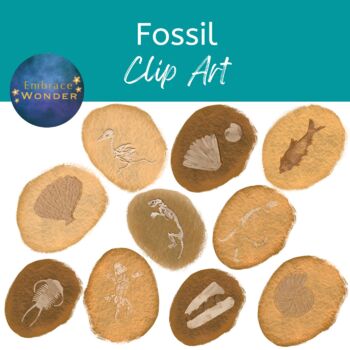 Preview of Fossil Clip Art / Dinosaur Clip Art / Archeology Clip Art