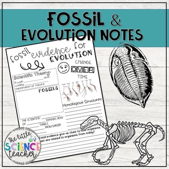 fossil record evolution