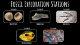 Fossil Exploration Stations