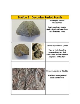 Fossil Lab - Station Labels (Printables) Fossil Identification by Kelly ...