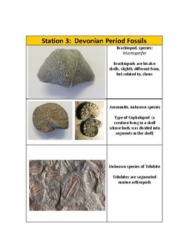 Fossil Lab - Station Labels (Printables) Fossil Identification by Kelly  Boeckl