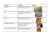 Fossil Types Poster/Study Guide