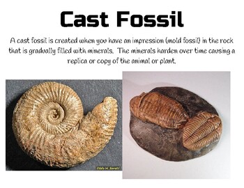 Fossil Vocabulary by The Crazy Science Diva | TPT
