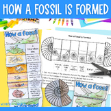 How a fossil is formed dinosaur & ammonite foldout sequenc