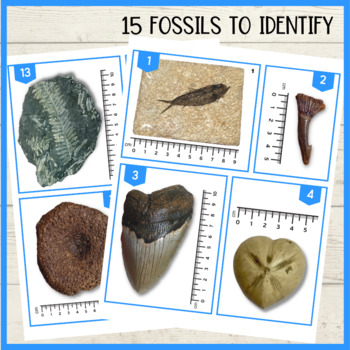 Fossil identification matching activity photo cards with labels | TPT